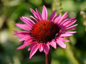 Echinacea 'Fatal Attraction', Eulengarten, Martina Krause, Braunschweig