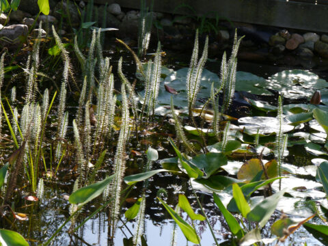 Teich im Eulengarten, Martina Krause, Braunschweig