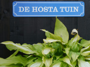 Die Hostaecke im Eulengarten, Martina Krause, Braunschweig