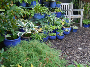 Die Hostaecke im Eulengarten, Martina Krause, Braunschweig