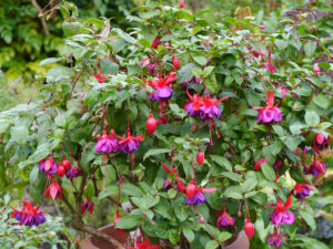 Fuchsia im Moorjuwel Hedwig Weerts