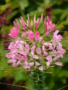 Cleome hassleriana, Moorjuwel, Hedwig Weerts,