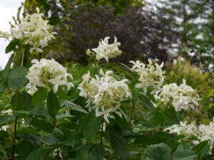 Hydrangea 'Great Star', Moorjuwel, Hedwig Weerts