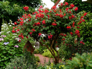 Fuchsie in Ausgangsnähe, Moorjuwel, Hedwig Weerts