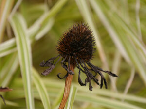 Echinacea Sichtungsgarten Weihenstephan
