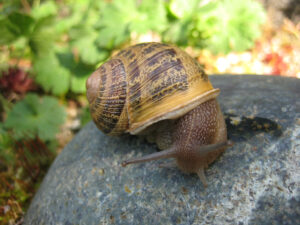 Schnecke in Wurzerls Garten