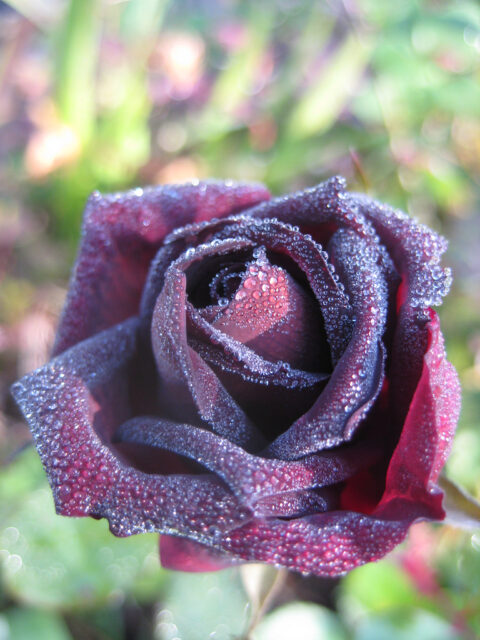 Rosa nigrette in Wurzerls Garten