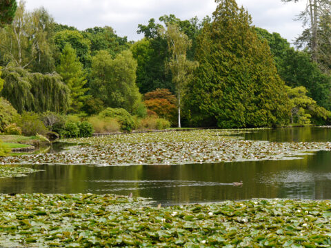 Sheffield Park and Garden, East-Sussex