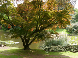 Sheffield Park and Garden, East Sussex