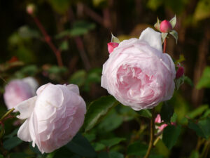Rosa 'The Wedgewood-Rose', Künstlergarten Gertrud Lothwesen