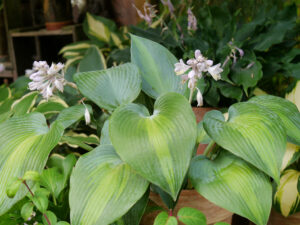 Hosta 'Touch of Class', Sammlergarten Martina Henne