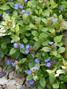 Ceratostigma plumbaginoides, Chinesische Bleiwurz, Sammlergarten Martina Henne