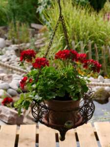 Pelargonie, Sammlergarten Henne