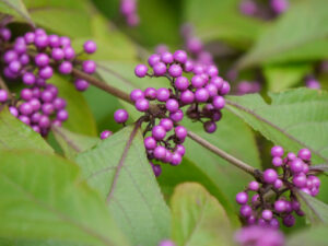 Liebesperlenstrauch (Callicarpa giraldii), Landidyll Tjarks