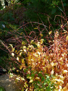 Persicaria virginiana var. filiformis in Wurzerls Garten