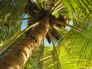 Cocospalme, Privatstrand in der Dominikanischen Republik