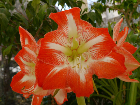 Hippeastrum  Hybride in Wurzerlsgarten