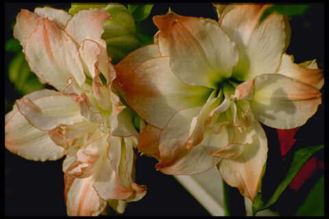 Halbgefüllte Hippeastrum Hybride in Wurzerlsgarten