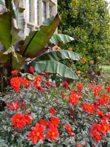 Dahlia 'Bishop of Llandaff', Villa, Wakehurst, West-Sussex