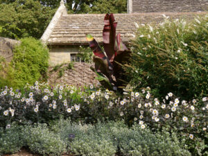 Dahlia 'Bishop of Dover', Villa, Wakehurst, West-Sussex