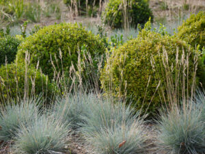 'Southern Hemisphere Garden', Wakehurst, West Sussex