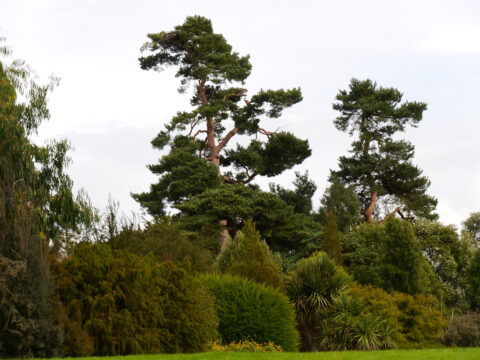 Pinetum, Wakehurst West-Sussex