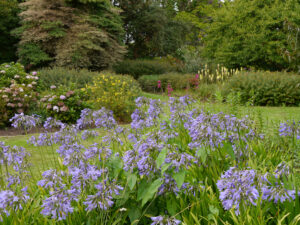Agapanthus, 'Southern Hemisphere Garden', Wakehurst, West Sussex