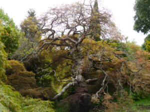 Tony Schilling Asian Heath Garden, Wakehurst, West-Sussex