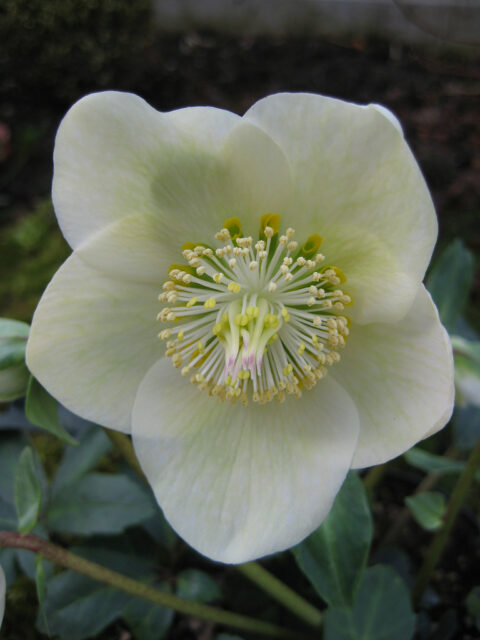 Christrose, Helleborus niger, Wurzerlsgarten