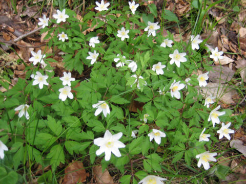 Anemone nemorosa am Naturstandort