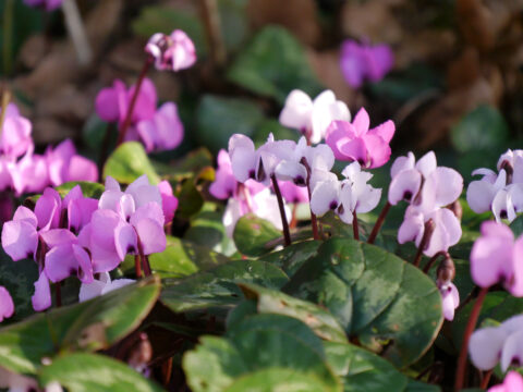 Cyclamen coum, Wurzerls Garten