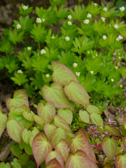 Epimedium rubrum, Galium odoratum, Wurzerlsgarten