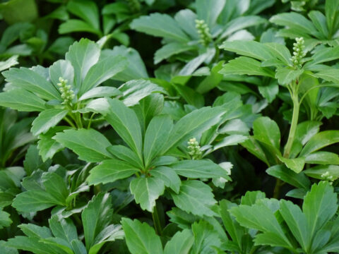 Pachysandra terminalis, Dickmännchen, Wurzerlsgarten