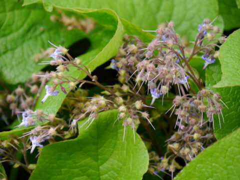 Trachystemon orientalis, Rauling