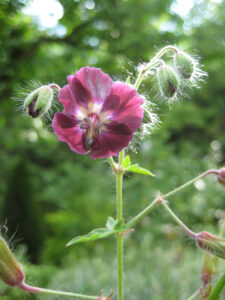 Geranium phaeum 'Samobor' in Wurzerlsgarten