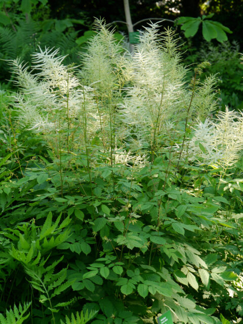 Aruncus dioicus, großer Wald-Geißbart, Hermannshof Weinheim