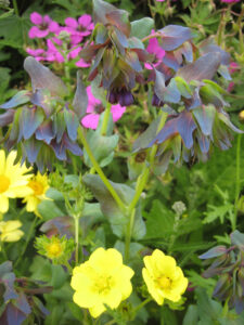Cerinthe major, Packwood House