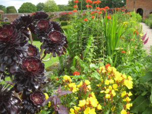 Aeonium 'Zwartkop',Raised Terrace, erhöhte Terrasse, Packwood House