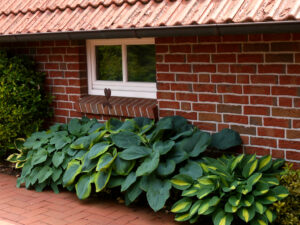 Hosta 'Halcyon' u.a., Hostazeile Garagenseite, Fehngarten Koska