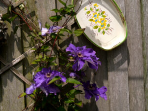 Clematis, Fehngarten Ulrike Koska