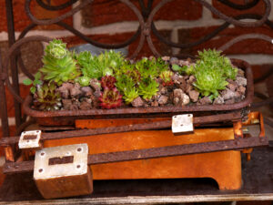 Sempervium in alter Küchenwaage, Fehngarten Ulrike Koska