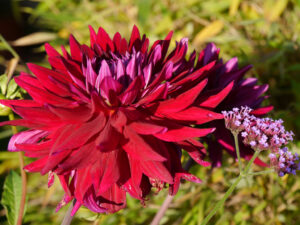 Dahlia 'Wittemans Best', Kaktusdahlie, Fehngarten Ulrike Koska