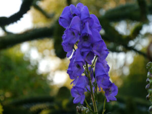 Aconitum henryi 'Spark', Henrys Eisenhut, Fehngarten Ulrike Koska