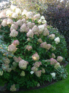 Hydrangea 'Limelight', Fehngarten Ulrike Koska