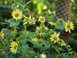 Helianthus decapetalus 'Meteor', Fehngarten Ulrike Koska