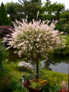 Salix integra 'Hakuro Nishiki', Fehngarten Ulrike Koska