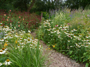 Echinacea purpurea 'Alba', Wiesengarten, Garten Moorriem