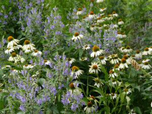 Echinacea purpurea 'Alba', Wiesengarten, Garten Moorriem