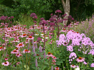 Angelica gigas, Echinacea purpurea, Wiesenphlox und Agastache, Wiesengarten, Garten Moorriem