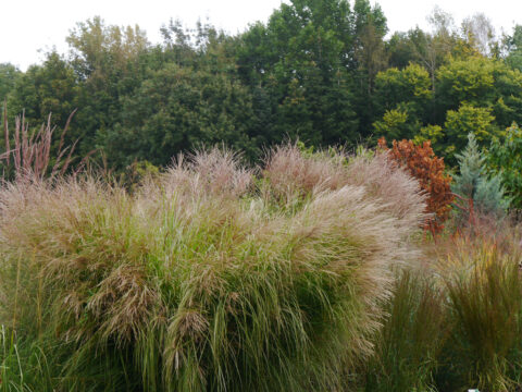 SARASTRO Staudengärtnerei und Schaugarten
